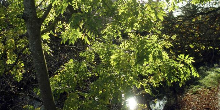 1200x900 Autumn Photos - Free Irish Photos, Stock Images, Desktop Backgrounds