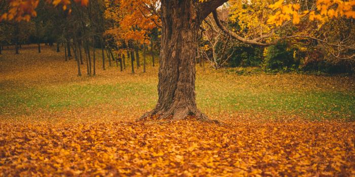 5120x2880 Autumn Trees Wallpaper on MarkInternational.info