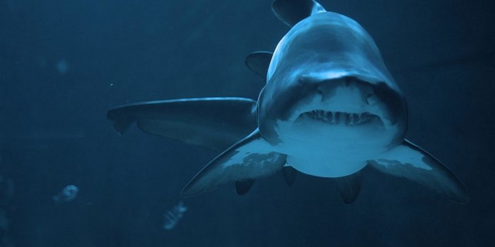 1920x1080 67+ Bape Shark Wallpapers on WallpaperPlay