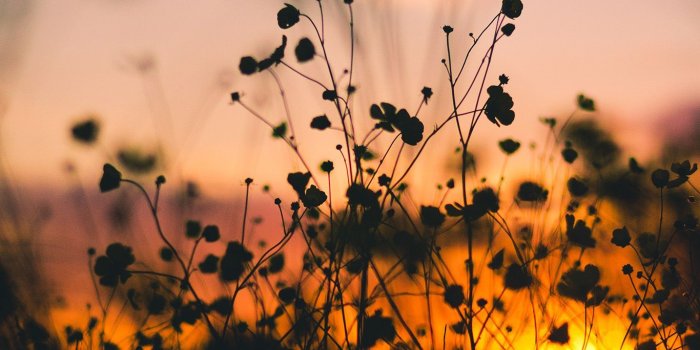 1366x768 mv63-night-nature-flower-sunset-dark-shadow | Wallpaper | Mac