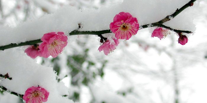 1920x1200 55+ Flower in Snow HD Wallpapers - Download at WallpaperBro