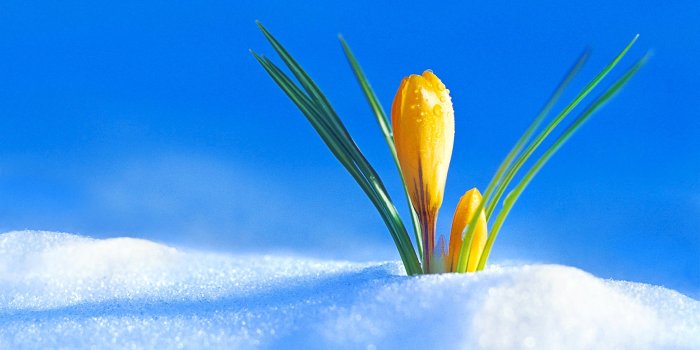 3840x2400 Flowers in Snow Wallpapers - Top Free Flowers in Snow Backgrounds