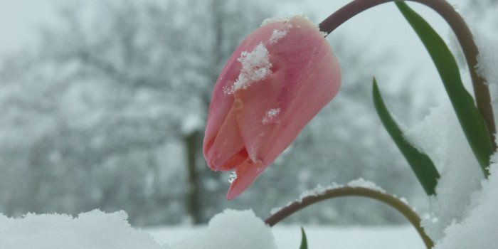 1600x1200 Pictures of Snow Flowers | Home Of HD Hot And Beautiful Wallpapers