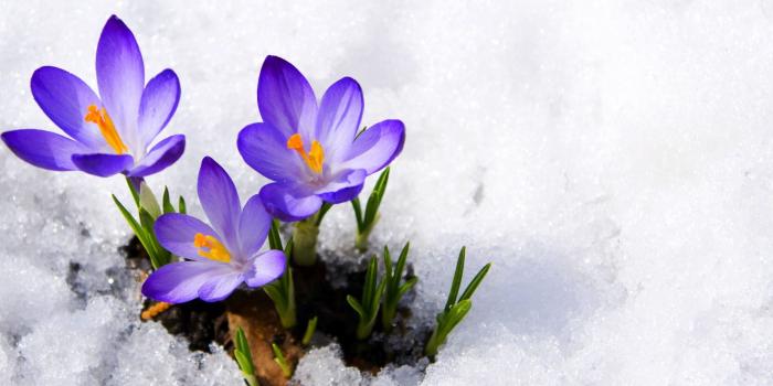 2800x1764 Flowers in Snow Wallpapers - Top Free Flowers in Snow Backgrounds