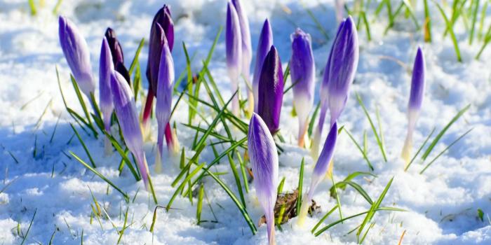 1920x1272 Flowers in Snow Wallpapers - Top Free Flowers in Snow Backgrounds