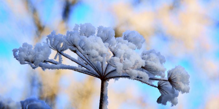 3840x2400 Snow Flowers ❤ 4K HD Desktop Wallpaper for 4K Ultra HD TV • Wide