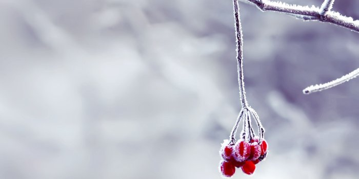 2560x1600 snow pictures for wallpaper | Snow Flowers wallpaper - 2 by