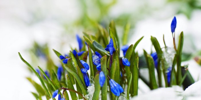 2560x1600 Spring Blue Flowers In Snow Macro ❤ 4K HD Desktop Wallpaper for 4K