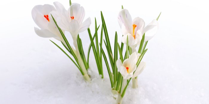 6000x3607 Wallpaper Crocus flowers, Snow, 4K, Flowers / Most Popular, #6701