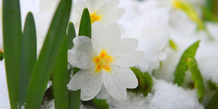 2880x1800 Wallpaper White flower, snow 2880x1800 HD Picture, Image