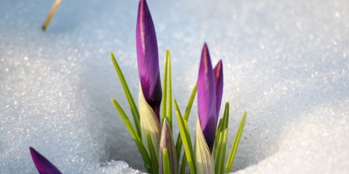 1920x1200 Flowers in Snow #6950750