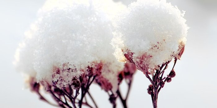 1280x1920 Snow Flowers wallpaper - 3 by hoatongoc.deviantart.com | desktop