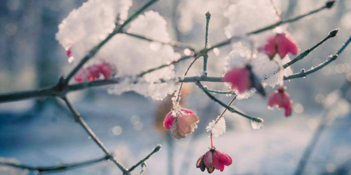 1920x1080 Get Flowers in the Snow - Microsoft Store