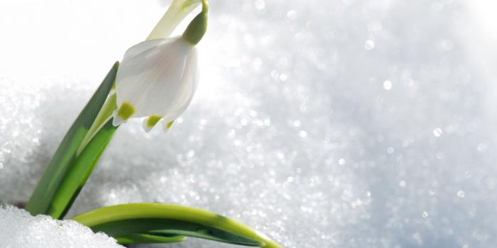 1920x1080 nature, snow, flowers, snowdrops, white flowers :: Wallpapers