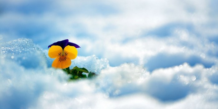 2560x1600 Pansy in the snow wallpaper - Flower wallpapers - #28754