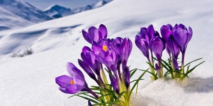 1200x900 Flowers in Snow to Remind You Winter Is Not Forever - Woman's World