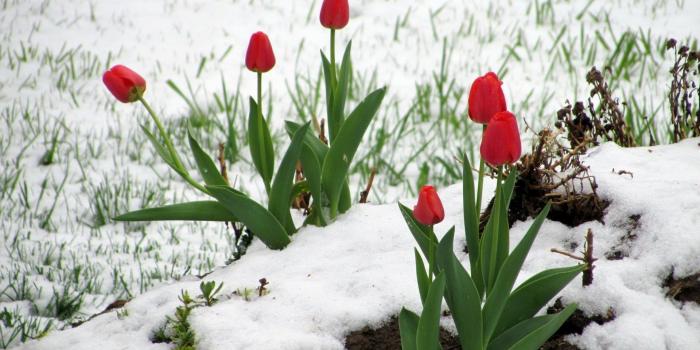 1920x1200 1920x1200 Flowers: Red Tulips Snow Winter Tulip Wallpapers 1920x1200