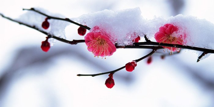1800x1080 Winter Flowers Wallpapers