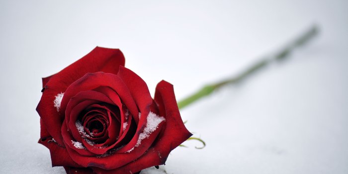 4000x2657 Wallpaper Red Rose, Snow, HD, 4K, Flowers, #5914