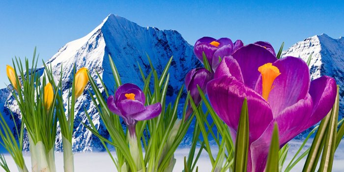 1280x1024 Image Mountains Snow flower Crocuses Closeup