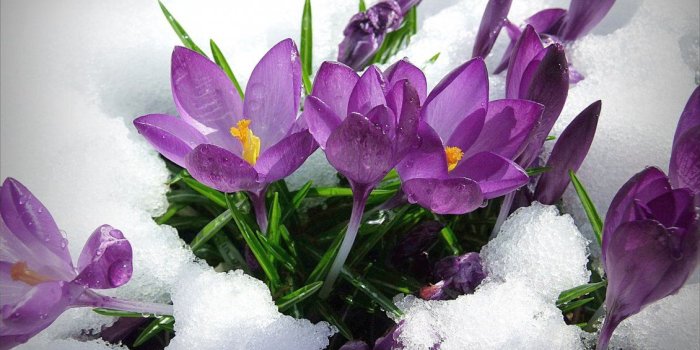 1130x706 Purple spring flowers in the snow - HD wallpaper