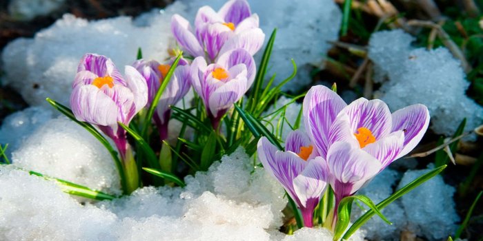 1920x1080 Flowers in Snow Wallpapers - Top Free Flowers in Snow Backgrounds