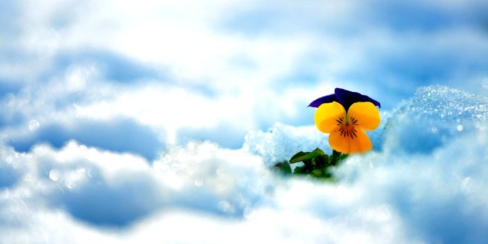 1545x966 Spring Snow Flower Pansy Hd Wallpaper | Wallpapers Book