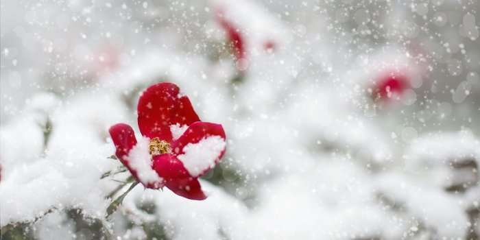 4760x3170 snow coated red flower free image | Peakpx