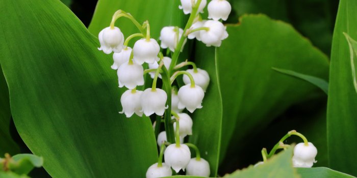 6000x4000 White snow drop flower HD wallpaper | Wallpaper Flare