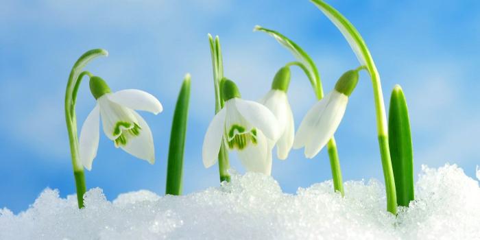 1400x1017 Orchid 32254 - Flower Wallpapers - Flowers