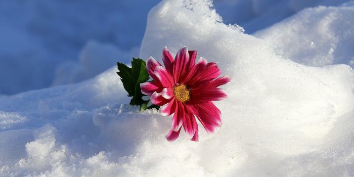 1332x850 Wallpaper winter, flower, snow images for desktop, section природа