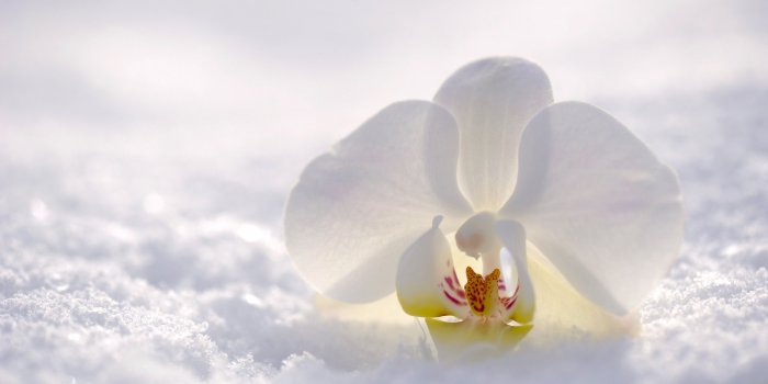 3840x2160 orchid orchid 4k, flower, snow, white, winter Free HD Wallpaper Download