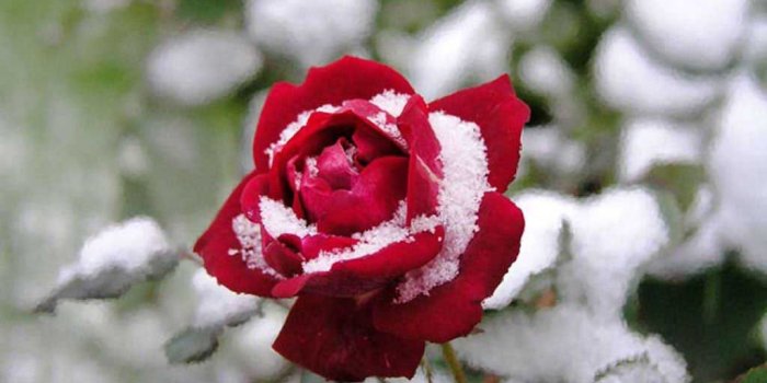 1024x768 Desktop Wallpapers » Flowers Backgrounds » Red Rose in Snow » www