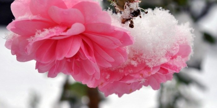 1024x768 Flowers In Snow Wallpaper | Kayaflower.co
