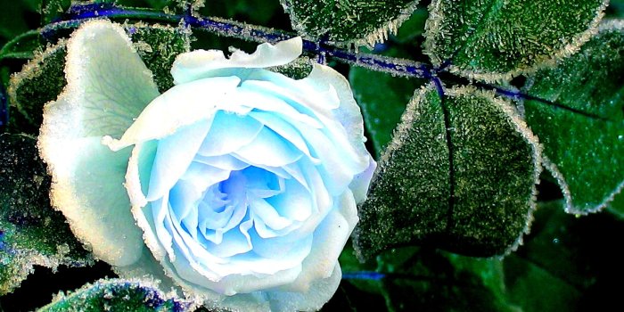 2560x1600 Flower Snow Frost Winter Wallpapers For Android - Rose With Snow
