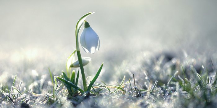 1920x1266 bokeh, snowdrop, snow, flower :: Wallpapers