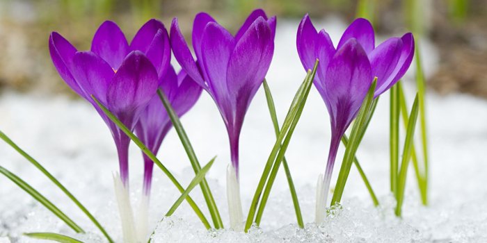 1280x853 Photo Violet Snow Flowers Crocuses Closeup