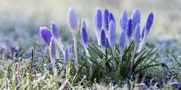 1920x1200 Purple flowers, flowers, snow, crocus, dew HD wallpaper | Wallpaper