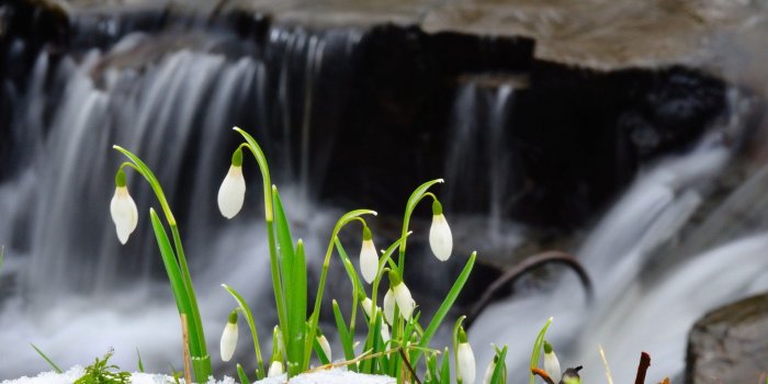 1920x1200 Wallpaper Snowdrop flowers, snow, waterfall 1920x1200 HD Picture, Image
