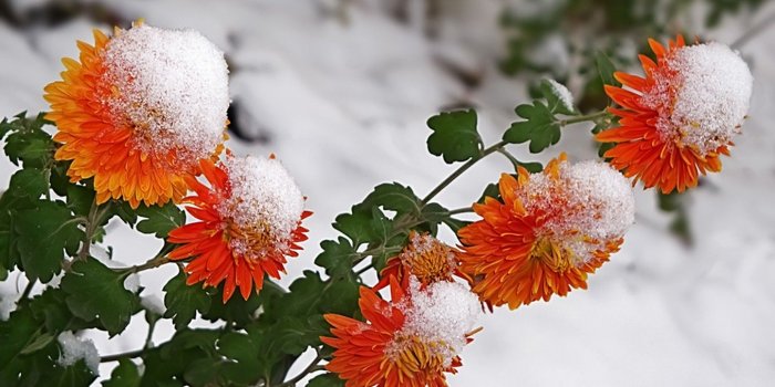 1444x845 Winter Flowers Nature Snow Amazing Flower Desktop Wallpapers - Snow