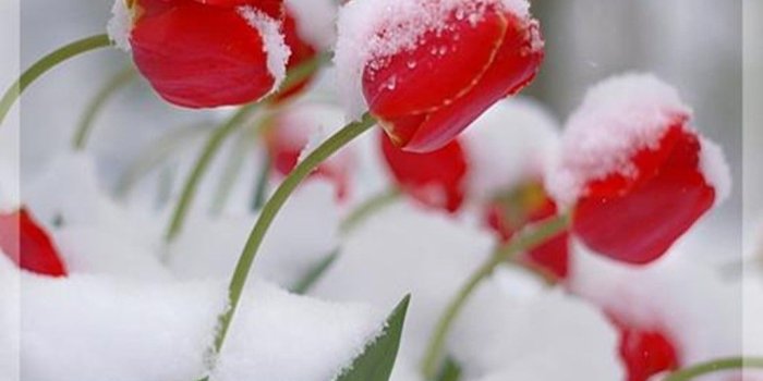 1024x768 Flowers: Winter Tulips Flowers Snow Frost Seasons Ice Blooms