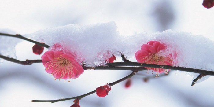 1440x900 Flower Plant Pink Wallpaper [1440x900]