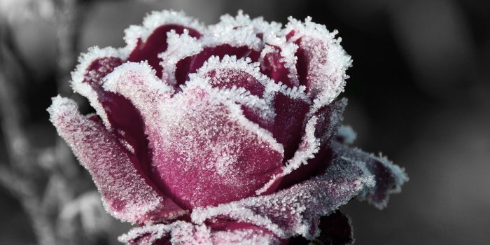 1440x1280 Flowers: Art Red Icy Rose Nature Flower Snow Wallpapers For Desktop