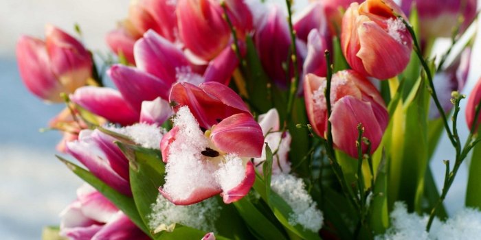 1920x1200 3341100 Tulips, Flowers, Snow, Cold wallpaper and background