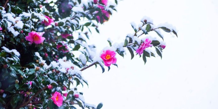 1698x1080 Winter Flowers Wallpapers