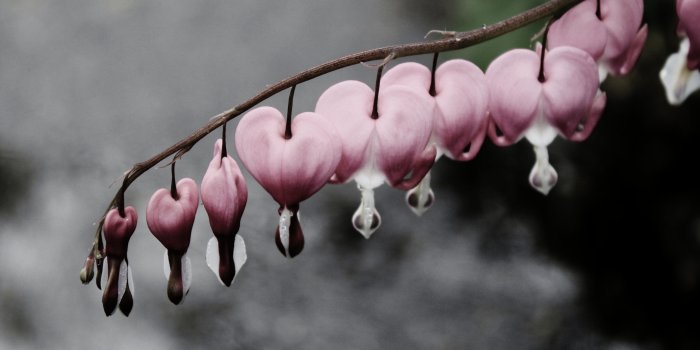 5120x2880 Wallpaper bleeding hearts, 5k, 4k wallpaper, flowers, snow, water