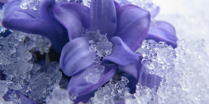 2560x1600 Purple petaled flower in snow HD wallpaper | Wallpaper Flare