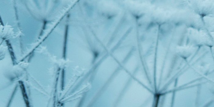1242x2208 iPhone7papers.com | iPhone7 wallpaper | ne20-ipad-snow-winter-flower