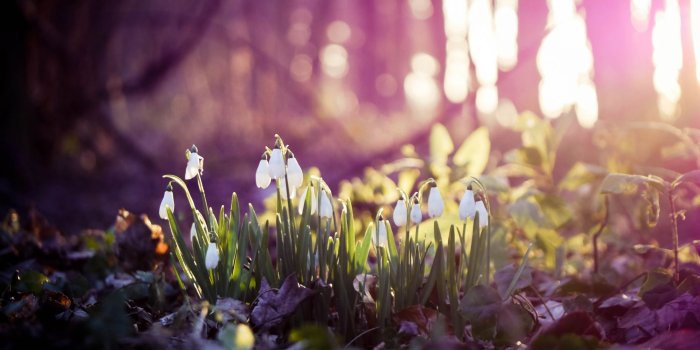 1920x1080 1600x900 Snow Drops On Flowers 1600x900 Resolution HD 4k Wallpapers