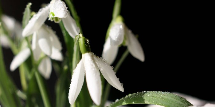 1920x1280 Desktop wallpaper flowers in the snow wallpaper desktop wallpaper